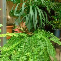 パキラ,シダ,コルジリネ,観葉植物,シダ植物の画像