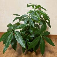 観葉植物,観葉植物himi,わが家の観葉植物❢,パキラhimi,100均観葉植物の画像