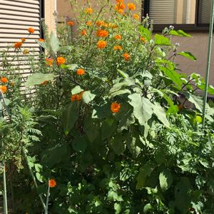 夏野菜,小さな庭の画像
