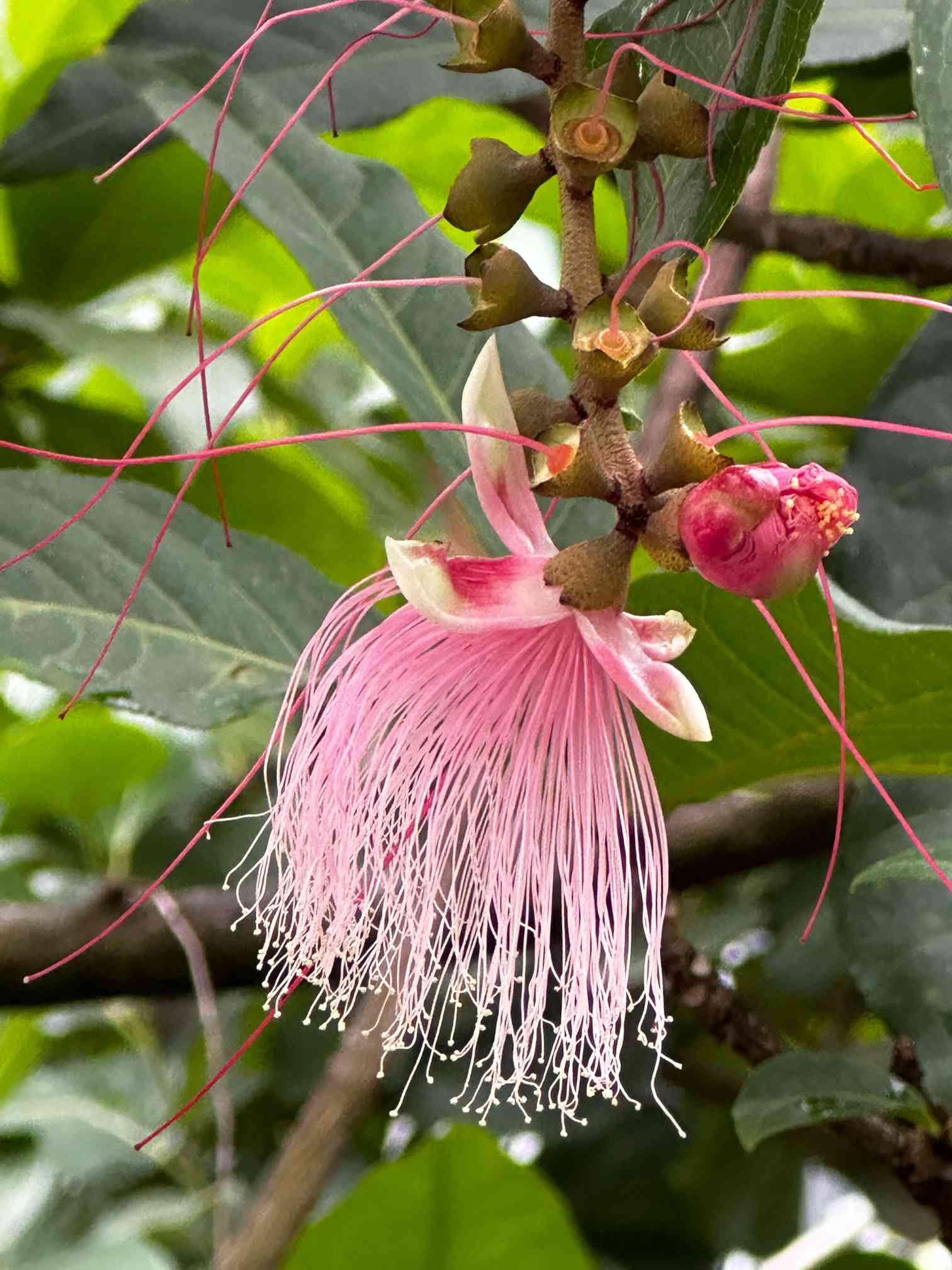 咲くやこの花館の「サガリバナ」に、白色とピンクの花が残って