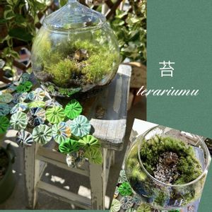 苔テラリウム,バラと夢CLUB,美しき苔の世界,ガラス瓶の中の風景,窓辺の画像