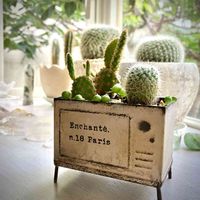 サボテン,観葉植物,植物と鉱物,癒し,サボテンの寄せ植えの画像
