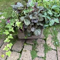 銅葉セダム,バーベナ,ハツユキカズラ,名無しヒューケラ,クリーピング タイムの画像