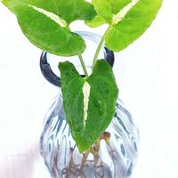 シンゴニウム・ブラックベルベット,涼しげグリーン,インドアグリーン,観葉植物, シンゴニウムの画像