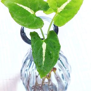 シンゴニウム・ブラックベルベット,涼しげグリーン,インドアグリーン,観葉植物, シンゴニウムの画像