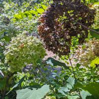 紫陽花,アジサイ,アナベル,秋の到来!,秋の訪れの画像