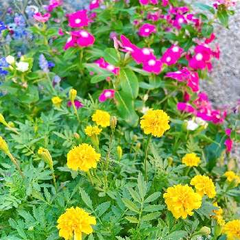 モッコウバラ♪,花壇,白モッコウバラ*,庭作り,植中毒の画像