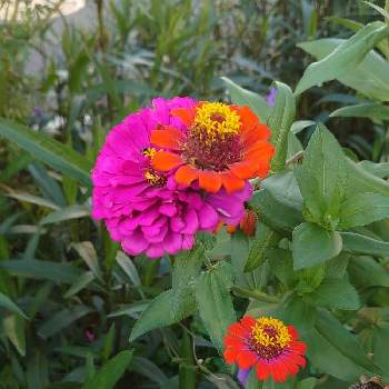 モッコウバラ♪,花壇,白モッコウバラ*,庭作り,植中毒の画像