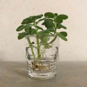 アロマティカス,アロマティカス．,観葉植物,初心者,葉っぱの画像