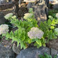 オオベンケイソウ,多肉植物,暑い！,咲いたよ,放置多肉の画像