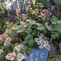 ハツユキカズラ,カラーリーフ,ハツユキカズラ☆,冬越し成功,観葉植物の画像