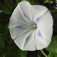 朝顔ミルキーウェイ,グリーンカーテン,夏のお花,バルコニー/ベランダの画像