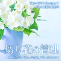 園芸,植物のある暮らし,切花,ハイポネックス,おうち園芸の画像