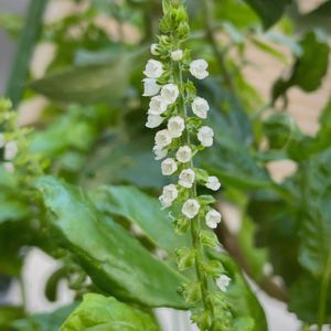大葉,シソ,プランター,家庭菜園,家庭菜園初心者の画像