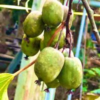 サルナシ,キウイフルーツ,植物のある暮らし,自然,癒しの画像