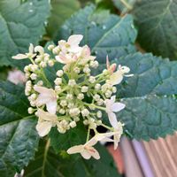 アナベル,ピンクのアナベルの画像