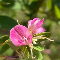 ハギ,ヤマハギ,山野草,樹木,マメ科の画像