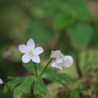 ニリンソウ,山野草,らんまん植物図鑑,白い花の画像