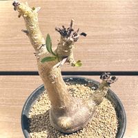 オトンナ トリプリネルビア,コーデックス,塊根植物,珍奇植物,繋がりに感謝✨の画像