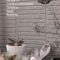 コロキア・コトネアスター,多肉植物,蝶々,エアプランツ,流木の画像