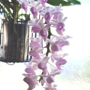 Aerides odorata x sib (Pink color),香る蘭,洋蘭,Vanda属,orchidの画像