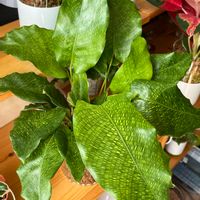 カラテア・ムサイカ（モザイク）,観葉植物,ハイドロカルチャー,元気に育ってます♪,カラテア属の画像