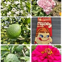 柚子,フィソステギア,薔薇HTヘルシューレン♡,マイヤーレモン,ジニア(百日草)の画像