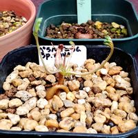 ペラルゴニウム sp,ペラルゴニウムsp・ノヴァ,ペラルゴ愛,南アフリカ原産,塊根植物の画像