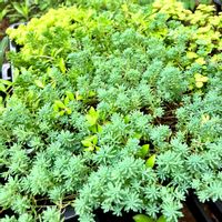 セダム,多肉植物,セダム属,おうち園芸,広い庭の画像