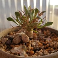 オトンナ・ユーフォルビオイデス,観葉植物,コーデックス,塊根植物,テラスの画像
