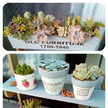 多肉植物のある暮らしの画像