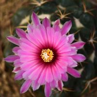 サボテン,咲くやこの花館,元気な月曜日❗️,ＧＳだヨ！全員集合, サボテンの画像