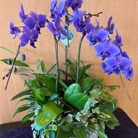 植物のある暮らし,胡蝶蘭BLUEGENE,胡蝶蘭ギフト,青い胡蝶蘭,胡蝶蘭のある暮らしの画像