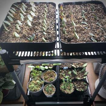多肉植物のある暮らしの画像