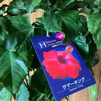 ハイビスカス,ハイビスカス　サマーキング,植物男子,方言･讃岐弁,マイコレクションの画像