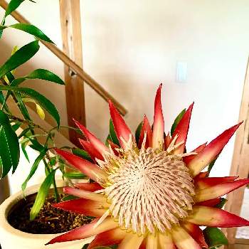 サンスベリア,観葉植物の画像