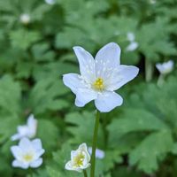 ニリンソウ（二輪草),ニリンソウ,優しさを貴方に,㊗️mimozaさん4200pic,No  more warの画像