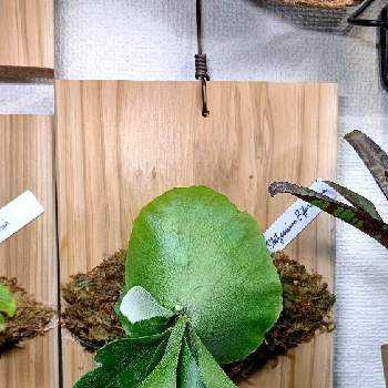 サンスベリア,観葉植物の画像