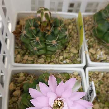 短毛丸,エキノプシス 短毛丸,タンゲマル(短毛丸),サボテン短毛丸,とげなし短毛丸の画像
