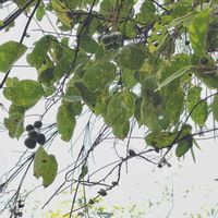 サルナシ,医療・介護の皆様に感謝,ウクライナに平和を,野草,山野草の画像