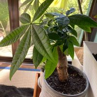 観葉植物,三重県,かわいい子❤️,窓辺の画像