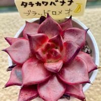 エケベリア属,多肉植物初心者,多肉中毒,バルコニー/ベランダの画像