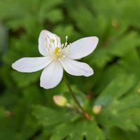 ニリンソウ,2019同期,らんまん応援♪,らんまん植物図鑑,牧野富太郎「らんまん」の花の画像