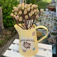 リトルフォックス,多肉植物,お迎え多肉,リメ缶,アエオニウムの画像