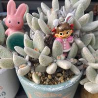 福兎耳,ペコちゃん祭り,多肉植物,かわいいな♡,GS日和の画像