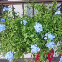 ルリマツリ,地植え,おうち園芸,ガーデニング,花のある暮らしの画像