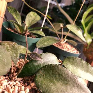 ホヤ カウダータ スマトラ,多肉植物,観葉植物,植物のある暮らし,ホヤ　カウダータ　スマトラの画像