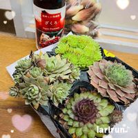 センペルビウム,ミョウガ,多肉植物,らり♪多肉,われら17年組の画像