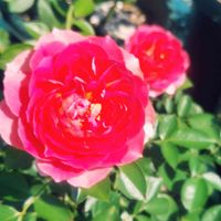 ばら バラ 薔薇,鉢植え,広い庭の画像