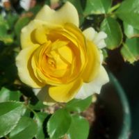 薔薇は恋人,ばら バラ 薔薇,鉢植え,広い庭の画像